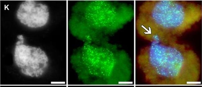 Guinea Pig IgG (H+L) Highly Cross-Adsorbed Secondary Antibody in Immunocytochemistry (ICC/IF)