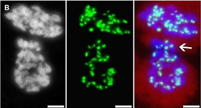 Guinea Pig IgG (H+L) Highly Cross-Adsorbed Secondary Antibody in Immunocytochemistry (ICC/IF)