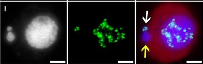 Guinea Pig IgG (H+L) Highly Cross-Adsorbed Secondary Antibody in Immunocytochemistry (ICC/IF)