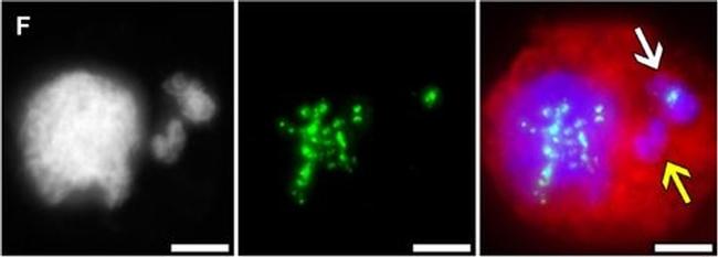 Guinea Pig IgG (H+L) Highly Cross-Adsorbed Secondary Antibody in Immunocytochemistry (ICC/IF)