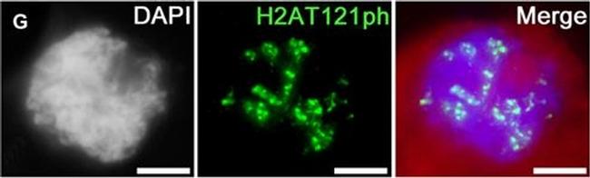 Guinea Pig IgG (H+L) Highly Cross-Adsorbed Secondary Antibody in Immunocytochemistry (ICC/IF)