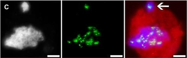 Guinea Pig IgG (H+L) Highly Cross-Adsorbed Secondary Antibody in Immunocytochemistry (ICC/IF)