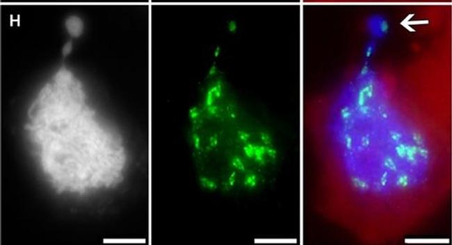 Guinea Pig IgG (H+L) Highly Cross-Adsorbed Secondary Antibody in Immunocytochemistry (ICC/IF)