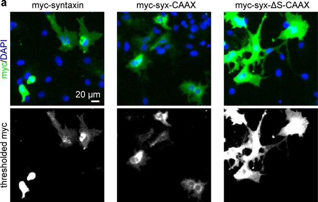 Mouse IgG (H+L) Highly Cross-Adsorbed Secondary Antibody in Immunocytochemistry (ICC/IF)