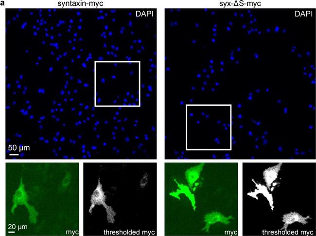 Mouse IgG (H+L) Highly Cross-Adsorbed Secondary Antibody in Immunocytochemistry (ICC/IF)