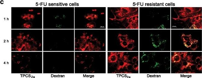 Rabbit IgG (H+L) Cross-Adsorbed Secondary Antibody in Immunocytochemistry (ICC/IF)