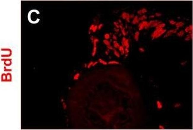 Mouse IgG2a Cross-Adsorbed Secondary Antibody in Immunohistochemistry (IHC)