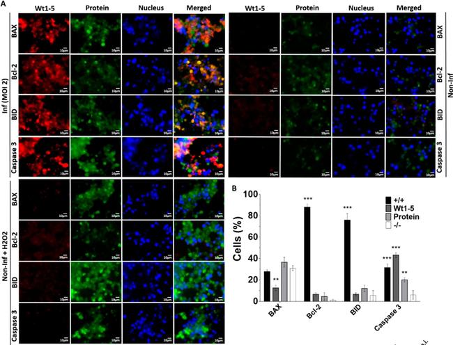 Mouse IgG (H+L) Cross-Adsorbed Secondary Antibody in Immunocytochemistry (ICC/IF)