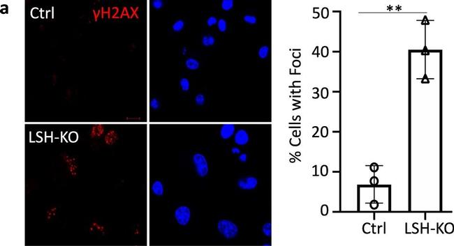 Mouse IgG (H+L) Cross-Adsorbed Secondary Antibody in Immunocytochemistry (ICC/IF)