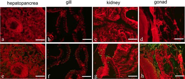 Rat IgG (H+L) Cross-Adsorbed Secondary Antibody in Immunohistochemistry (Paraffin) (IHC (P))