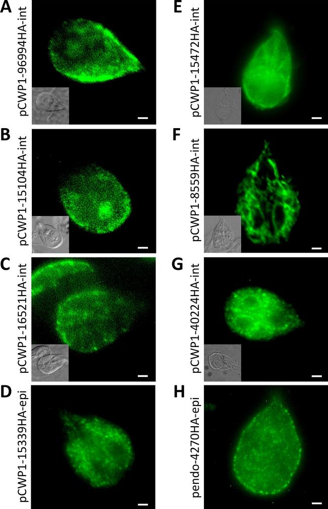 Rat IgG (H+L) Cross-Adsorbed Secondary Antibody in Immunocytochemistry (ICC/IF)