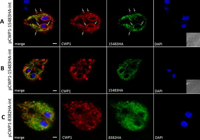 Rat IgG (H+L) Cross-Adsorbed Secondary Antibody in Immunocytochemistry (ICC/IF)