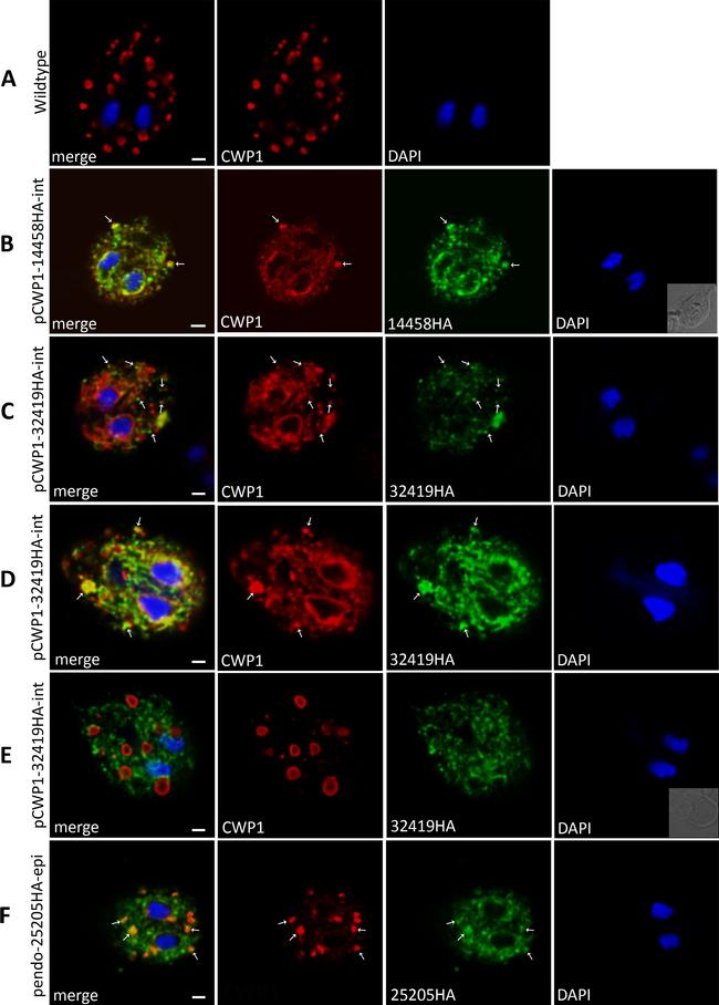 Rat IgG (H+L) Cross-Adsorbed Secondary Antibody in Immunocytochemistry (ICC/IF)