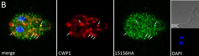 Rat IgG (H+L) Cross-Adsorbed Secondary Antibody in Immunocytochemistry (ICC/IF)