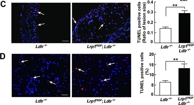 Rabbit IgG (H+L) Cross-Adsorbed Secondary Antibody in Immunohistochemistry (Frozen) (IHC (F))