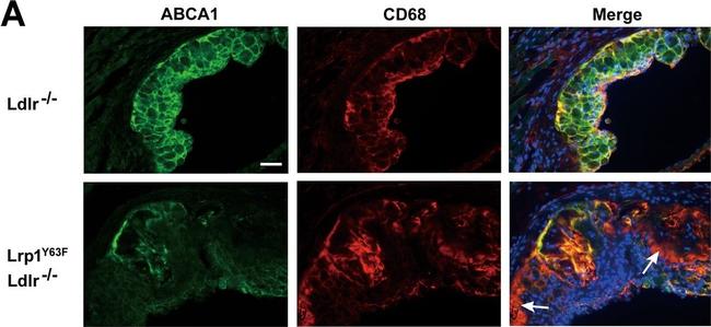 Mouse IgG (H+L) Highly Cross-Adsorbed Secondary Antibody in Immunohistochemistry (Frozen) (IHC (F))