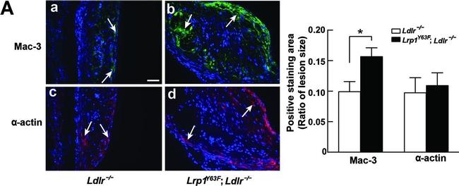 Rabbit IgG (H+L) Cross-Adsorbed Secondary Antibody in Immunohistochemistry (Frozen) (IHC (F))