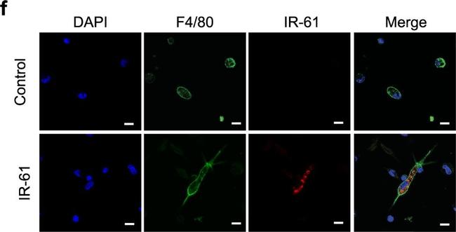 Rat IgG (H+L) Cross-Adsorbed Secondary Antibody in Immunocytochemistry (ICC/IF)