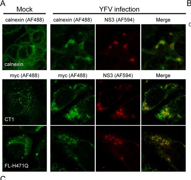 Rabbit IgG (H+L) Cross-Adsorbed Secondary Antibody in Immunocytochemistry (ICC/IF)