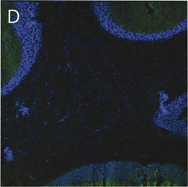 Human IgG (H+L) Cross-Adsorbed Secondary Antibody in Immunohistochemistry (Frozen) (IHC (F))