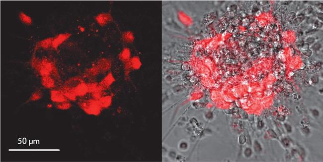 Mouse IgG (H+L) Highly Cross-Adsorbed Secondary Antibody in Immunocytochemistry (ICC/IF)