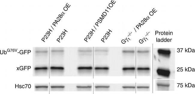 Mouse IgG (H+L) Cross-Adsorbed Secondary Antibody in Western Blot (WB)