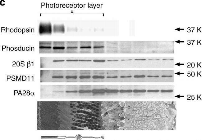 Mouse IgG (H+L) Cross-Adsorbed Secondary Antibody in Western Blot (WB)