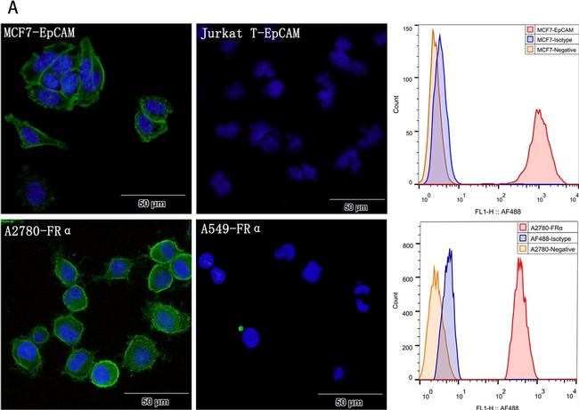 Mouse IgG (H+L) Highly Cross-Adsorbed Secondary Antibody in Immunocytochemistry (ICC/IF)