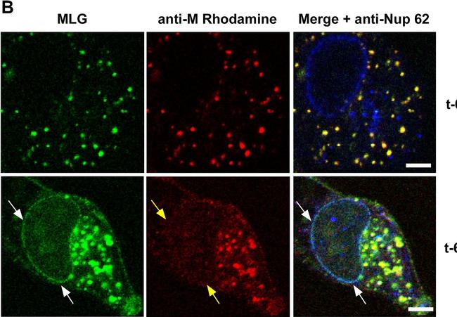 Mouse IgG2b Cross-Adsorbed Secondary Antibody in Immunocytochemistry (ICC/IF)