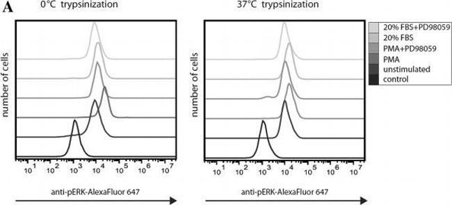 Rabbit IgG (H+L) Cross-Adsorbed Secondary Antibody in Flow Cytometry (Flow)