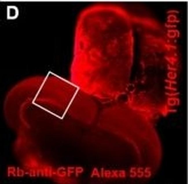 Rabbit IgG (H+L) Highly Cross-Adsorbed Secondary Antibody in Immunohistochemistry (PFA fixed) (IHC (PFA))