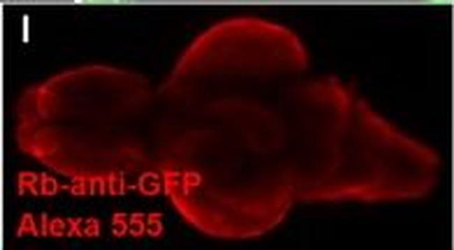 Rabbit IgG (H+L) Highly Cross-Adsorbed Secondary Antibody in Immunohistochemistry (PFA fixed) (IHC (PFA))