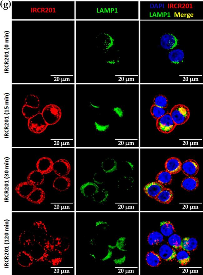 Human IgG (H+L) Cross-Adsorbed Secondary Antibody in Immunocytochemistry (ICC/IF)