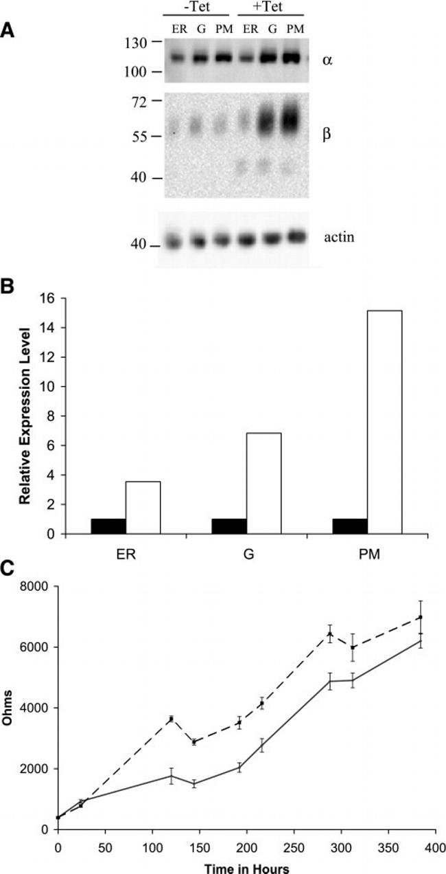 ATP1B1 Antibody in Western Blot (WB)