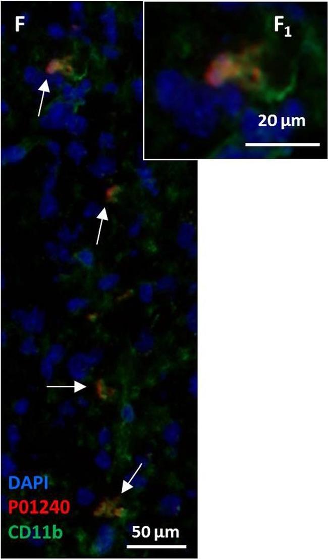 Rat IgG (H+L) Cross-Adsorbed Secondary Antibody in Immunohistochemistry (IHC)