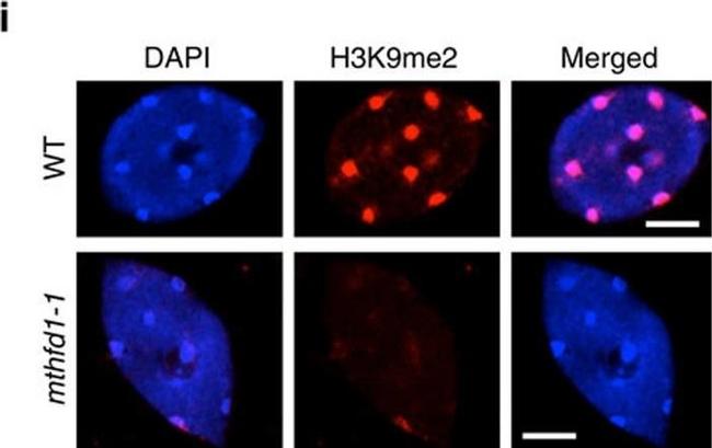 Mouse IgG (H+L) Highly Cross-Adsorbed Secondary Antibody in Immunocytochemistry (ICC/IF)