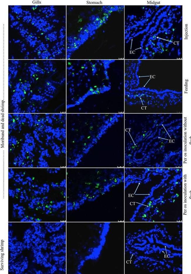 Mouse IgG (H+L) Cross-Adsorbed Secondary Antibody in Immunohistochemistry (IHC)