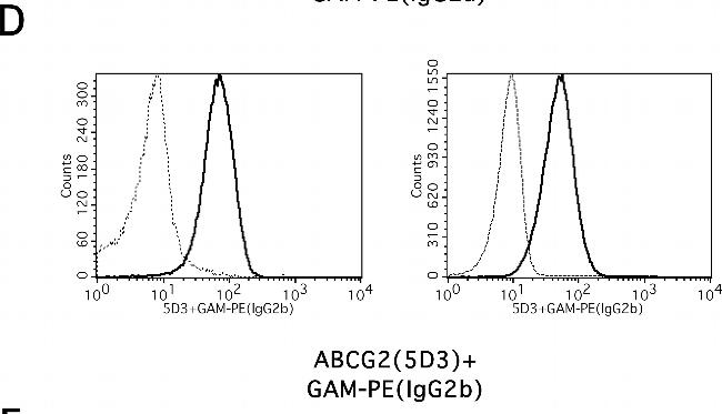 Mouse IgG2b Cross-Adsorbed Secondary Antibody in Flow Cytometry (Flow)