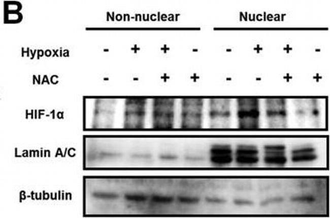 Mouse IgG (H+L) Secondary Antibody in Western Blot (WB)