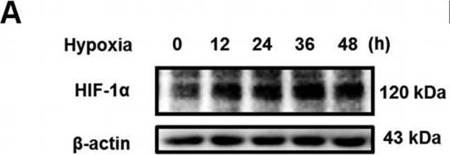 Mouse IgG (H+L) Secondary Antibody in Western Blot (WB)