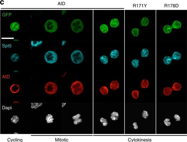 Rat IgG (H+L) Cross-Adsorbed Secondary Antibody in Immunocytochemistry (ICC/IF)