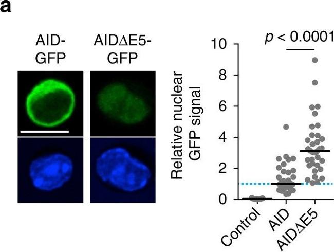 Rat IgG (H+L) Cross-Adsorbed Secondary Antibody in Immunocytochemistry (ICC/IF)