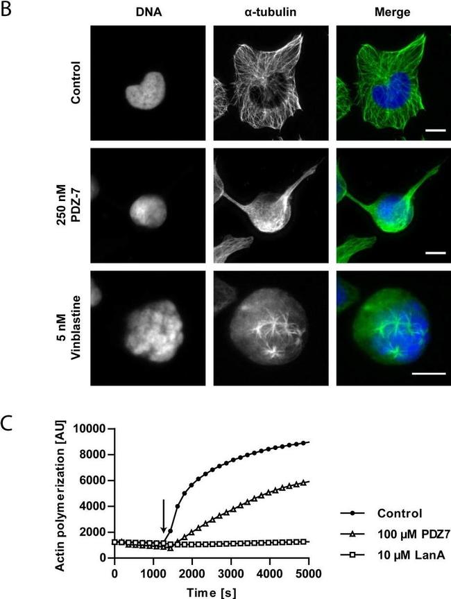 Mouse IgG (H+L) Cross-Adsorbed Secondary Antibody in Immunocytochemistry (ICC/IF)