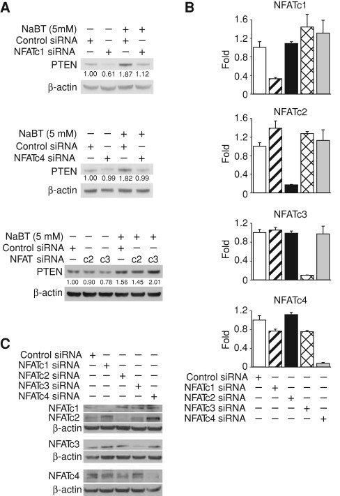 NFATC1 Antibody