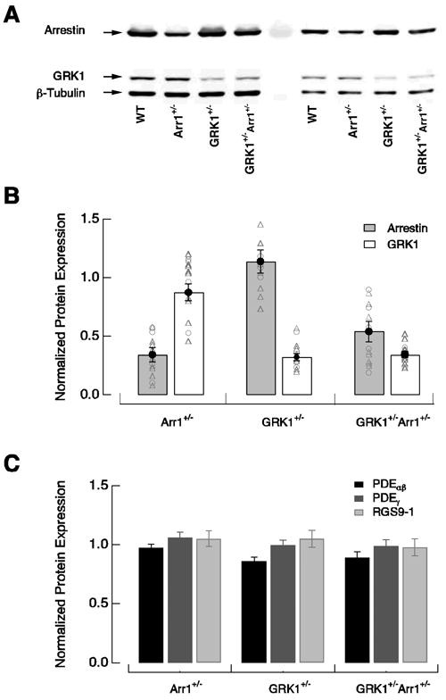 GRK1 Antibody