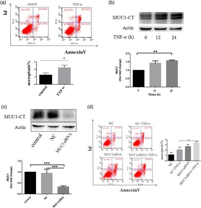 MUC1 Antibody