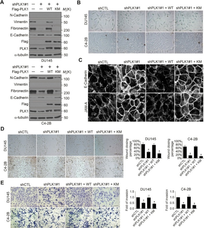 PLK1 Antibody