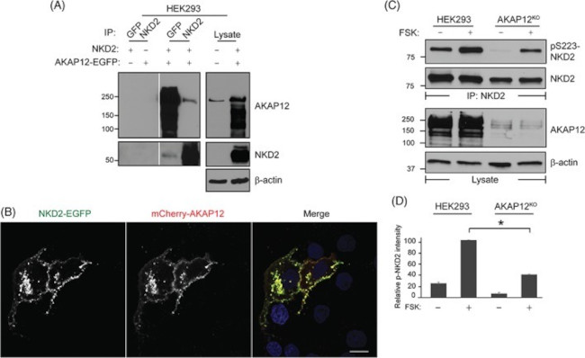 AKAP12 Antibody