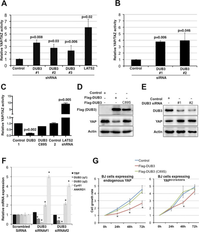 USP17L2 Antibody