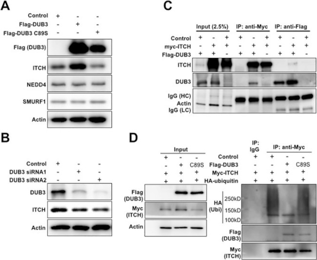 USP17L2 Antibody